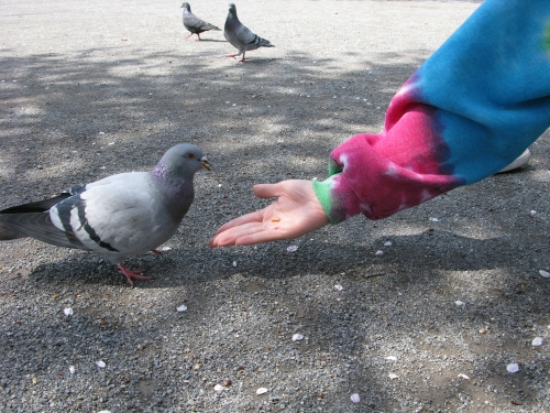 鳩と一緒にのんびり過ごす春の公園