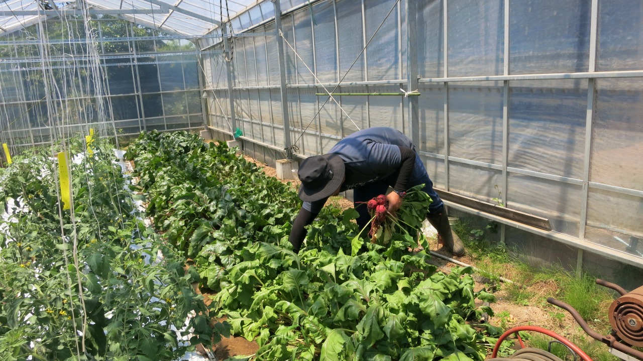 吉野君の畑で珍しい野菜を育てている様子