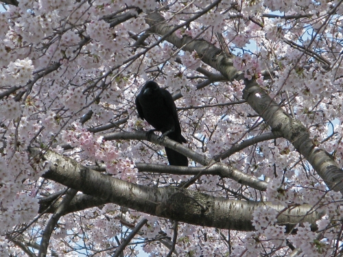 満開の桜の枝で羽を休める一羽の鴉