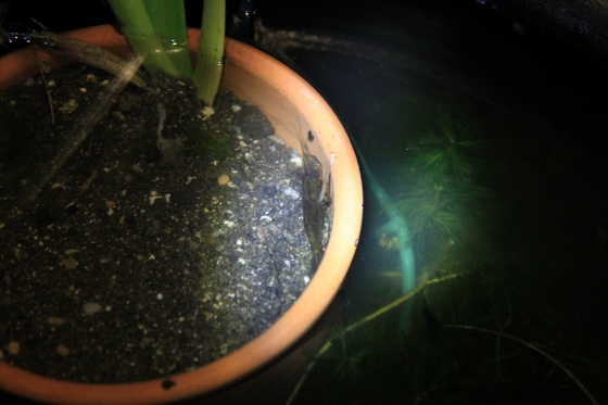 水槽の中で元気に泳ぐエビ