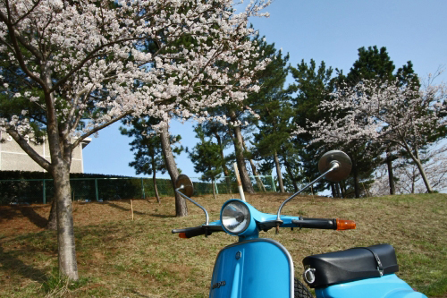 桜並木の道を走るベスパの後ろ姿