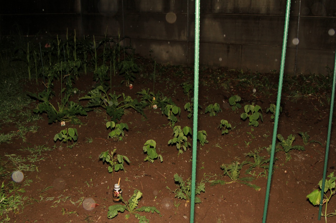 雨を受けて元気な様子の畑の野菜