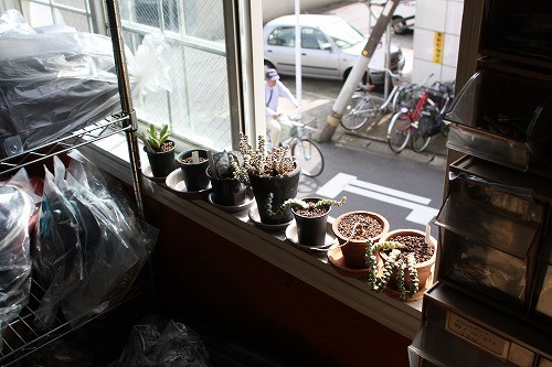 元気に育っている観葉植物