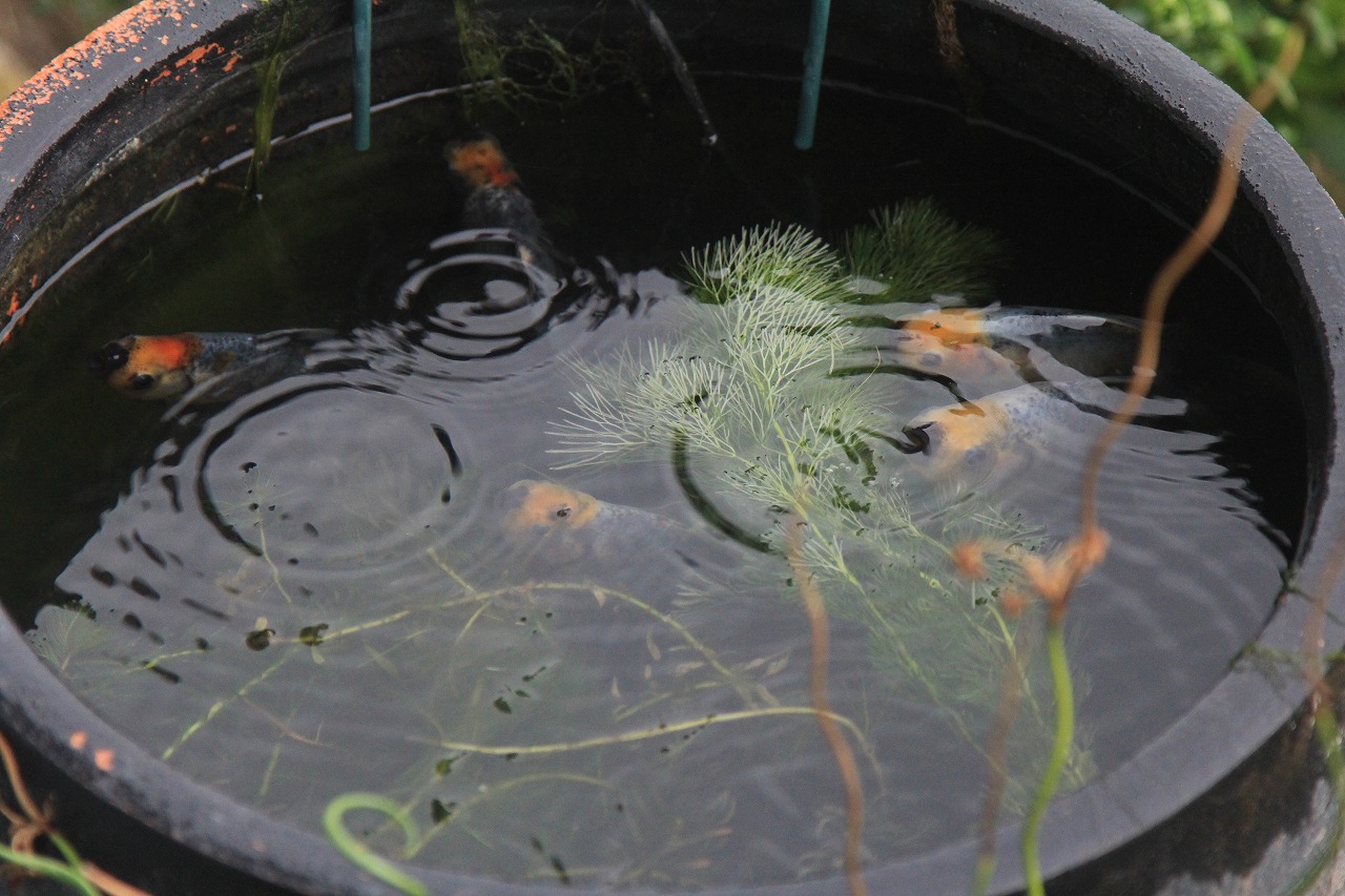 新しくやってきたアズマ錦の金魚