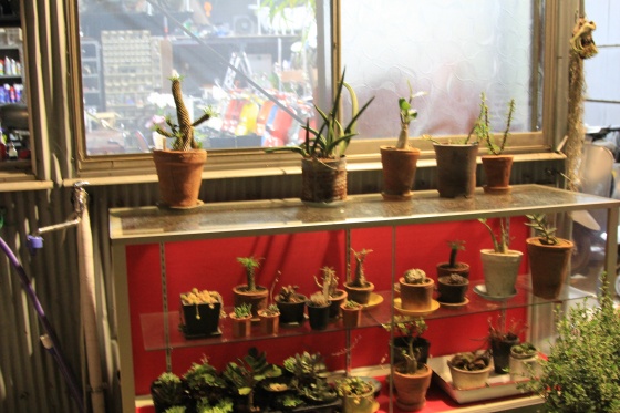 葉が傷んでしまった観葉植物（コウモリラン）