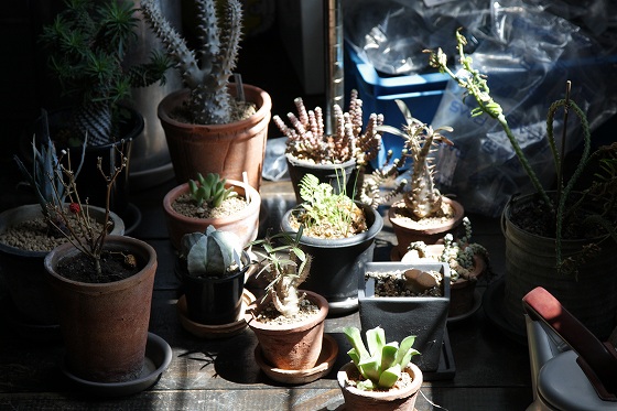 地震で倒れていた観葉植物の鉢植えたち