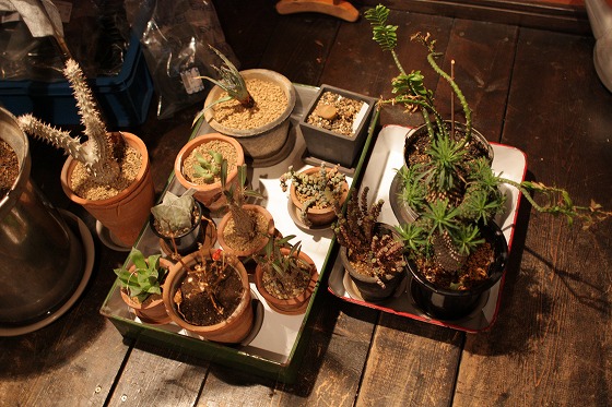 拾ったホーローバットに入れられた植物