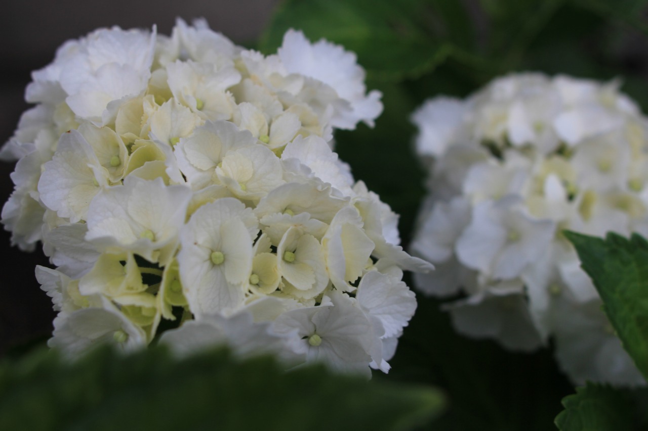 梅雨入り前に咲いた紫陽花の花