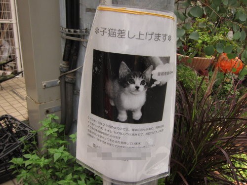 里親募集中の子猫がこちらを見つめている様子