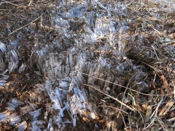 地面に立派に育った霜柱