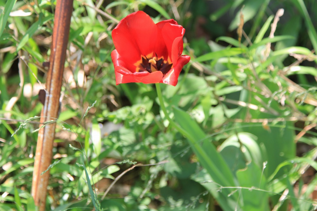 畑に咲いた花その1