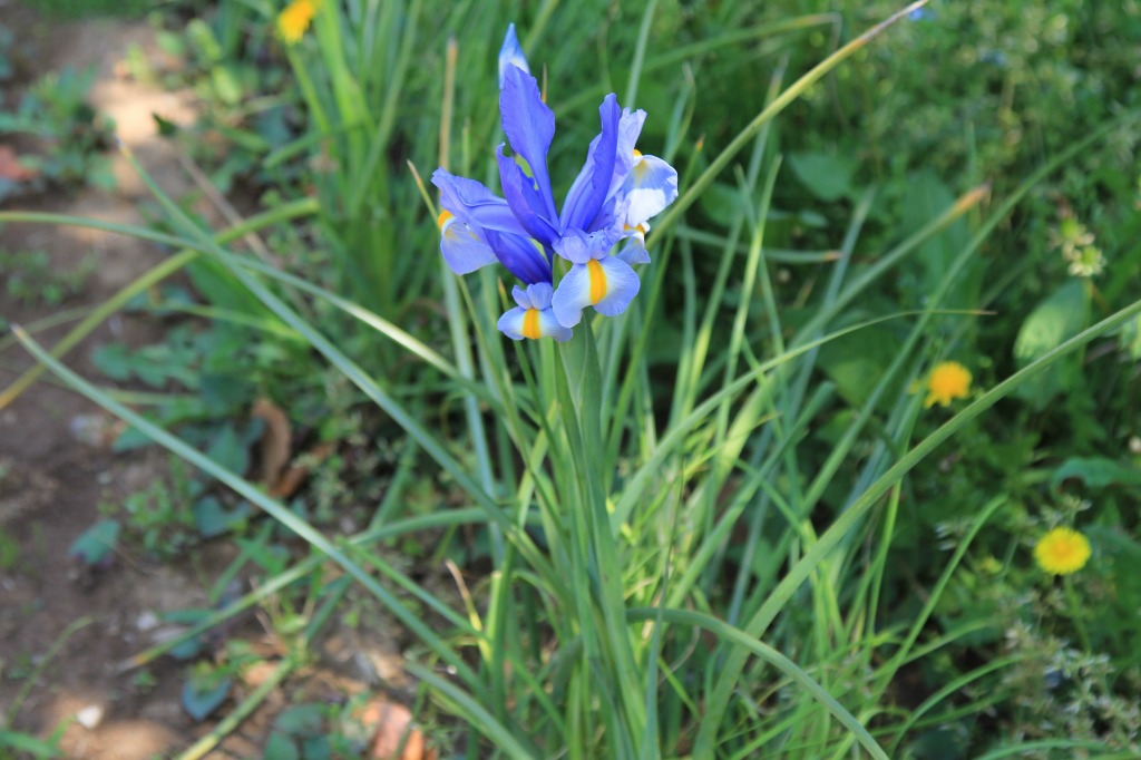 畑に咲いた花その2