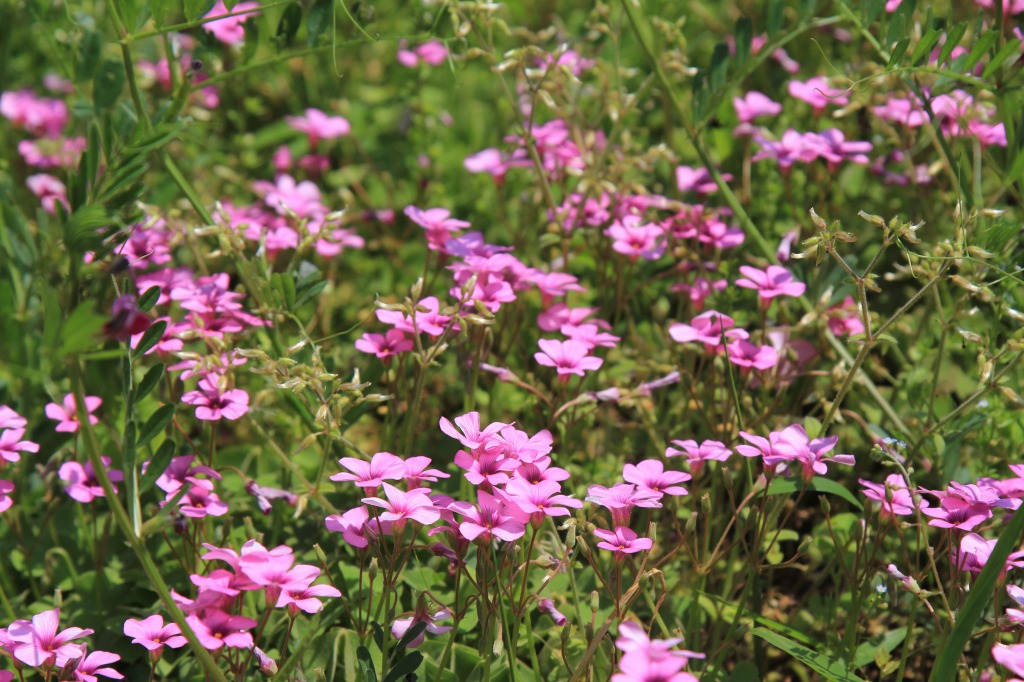 畑に咲いた花その3