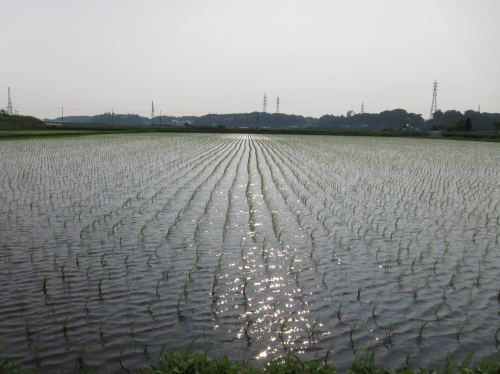田んぼを背景にした気持ちの良い試運転風景