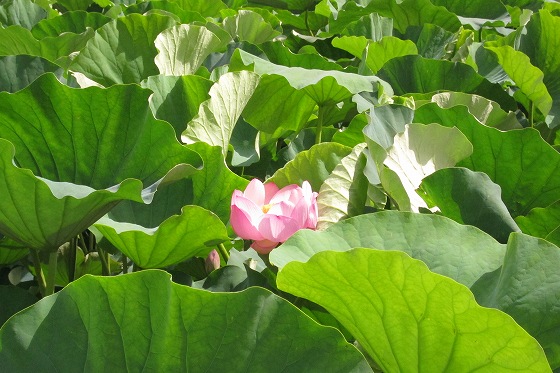咲き始めた蓮の花のクローズアップ