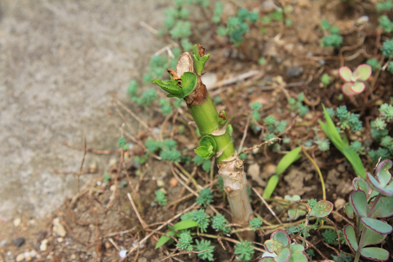 地面に挿した紫陽花の茎から芽が出ている様子
