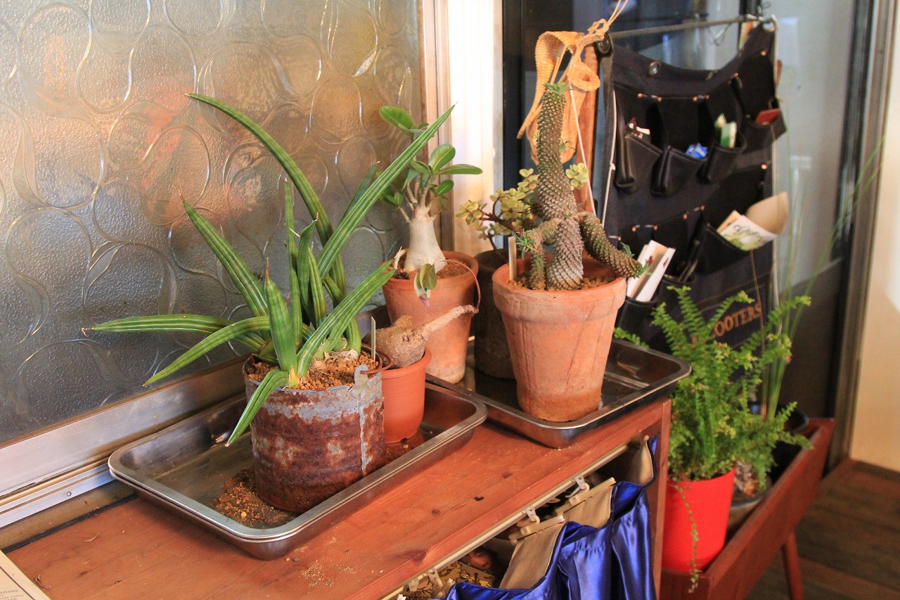 寒さ対策として店内に移動された観葉植物たち