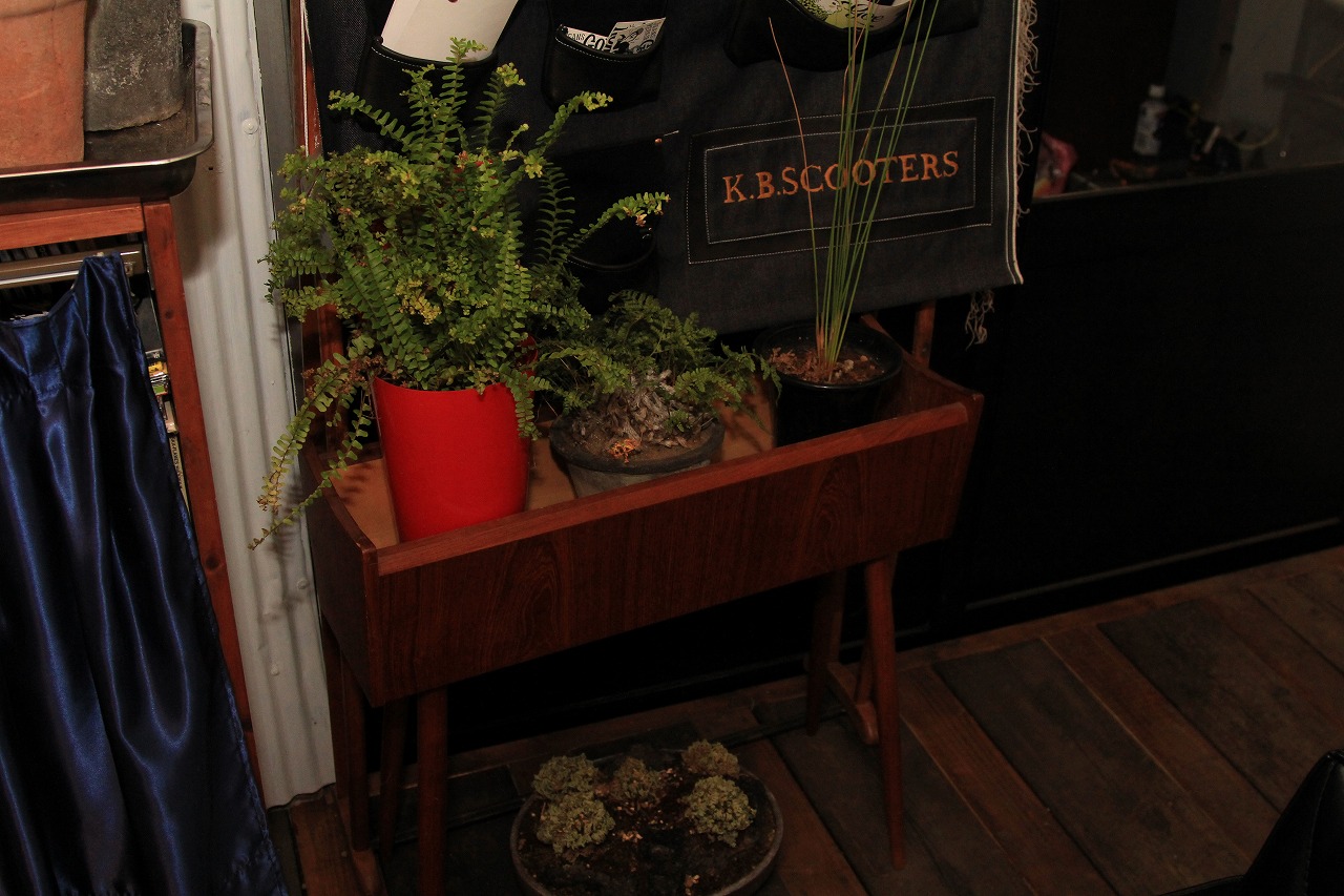 寒さに耐える植物を店内で日光に当てている様子