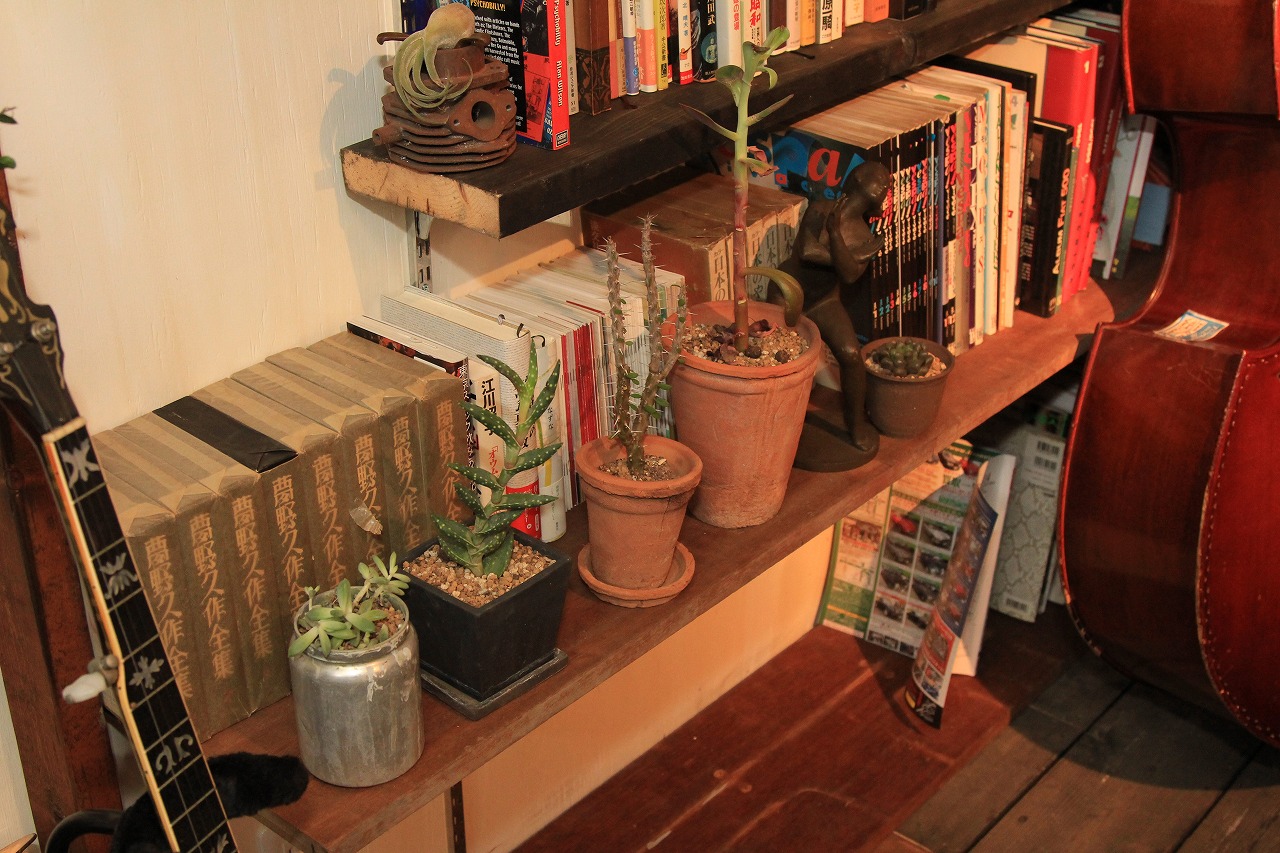 室内で冬を越そうとしている観葉植物たちの全体風景
