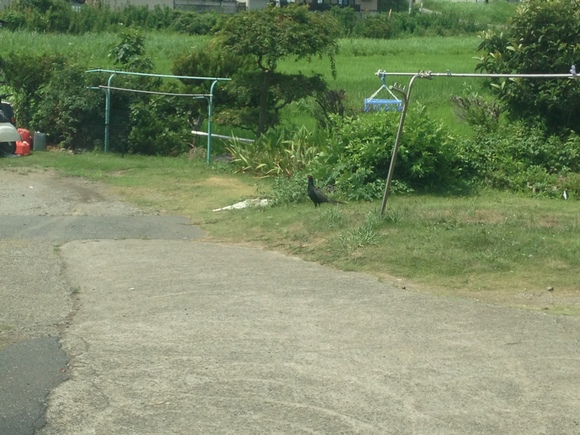 敷地内を歩き回るキジの姿
