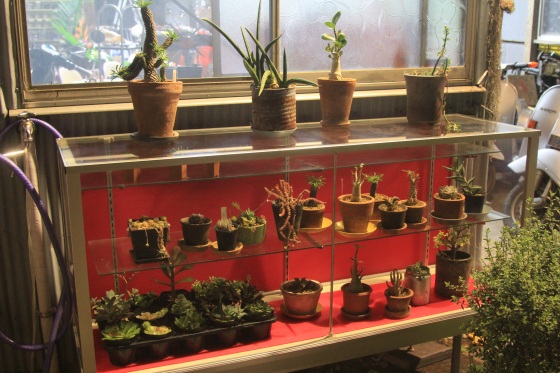 軒先に設置した多肉植物の置き場