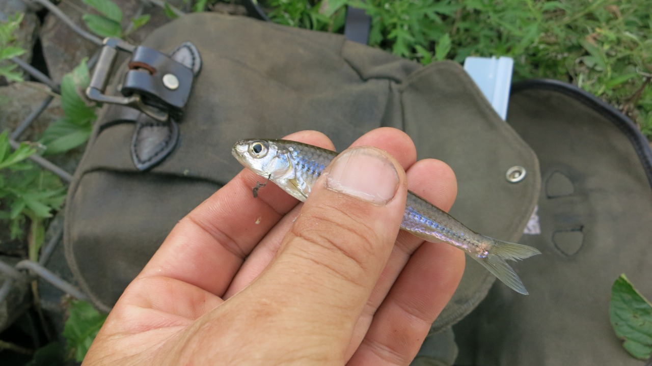 釣り上げた小魚を並べた様子1