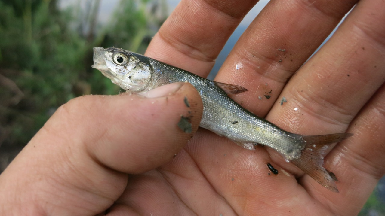 釣り上げた小魚を並べた様子2