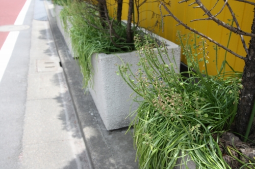 植え込みの中で花が散ったムスカリ
