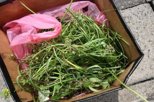 ムスカリの茎を根元からカットした直後の様子