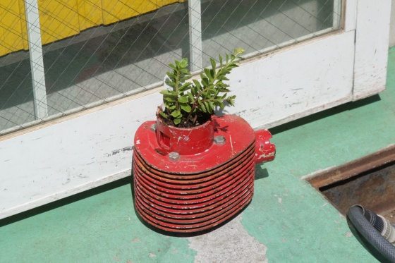 シリンダーに植える準備中の植物