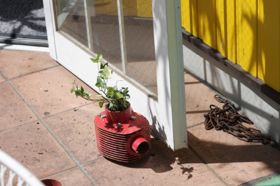 シリンダーに植え替えられた植物の様子