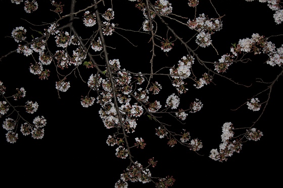 夜の公園でライトアップされた夜桜