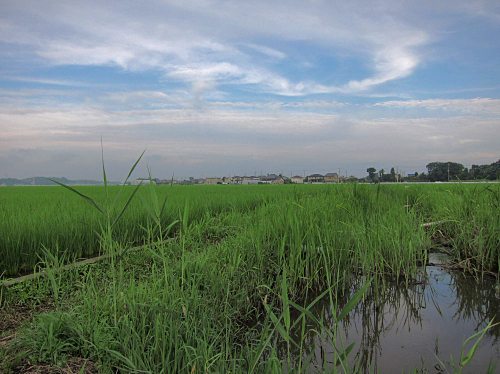 緑に囲まれた昔ながらの釣り場風景