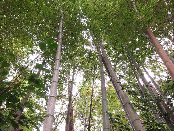 朝一番に呼び出された竹藪の風景