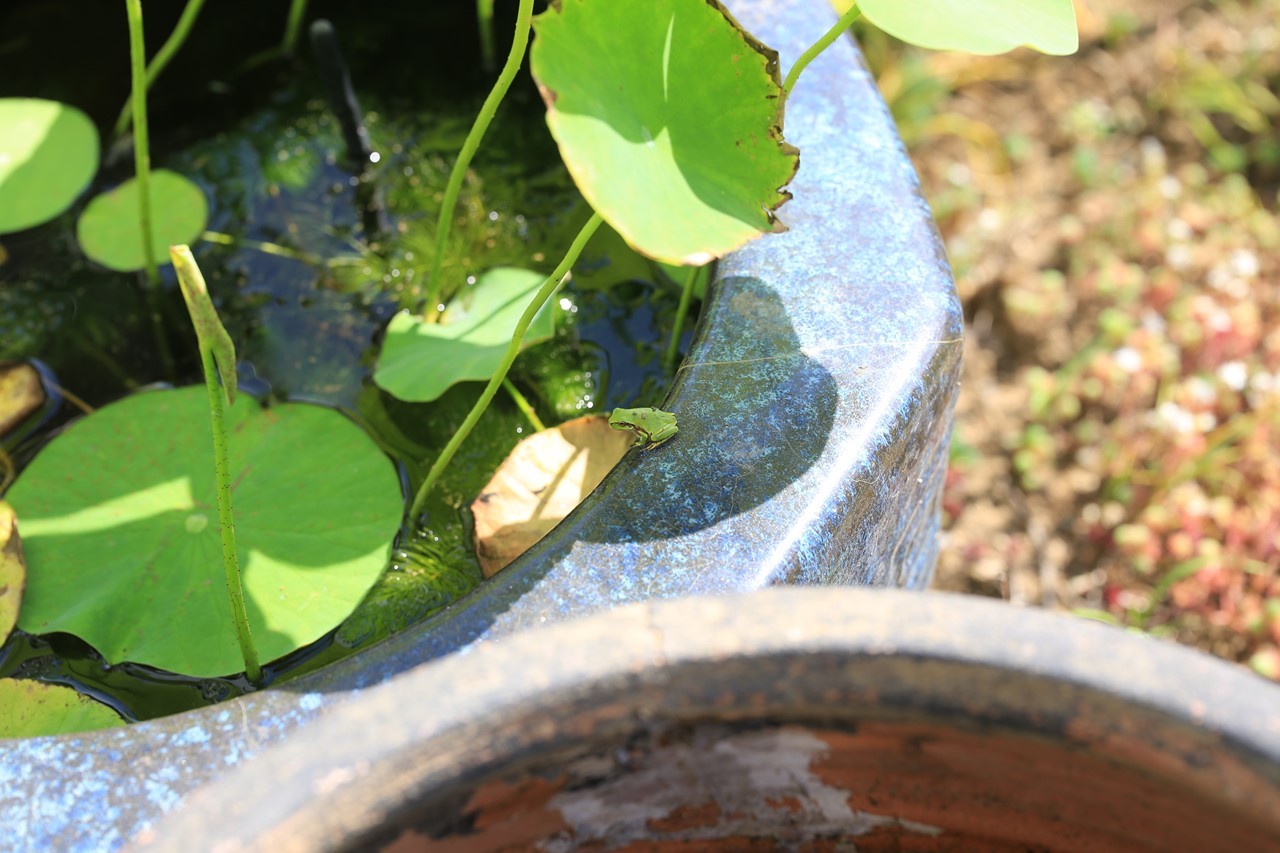 蓮の葉を日除けにする小さなアマガエル