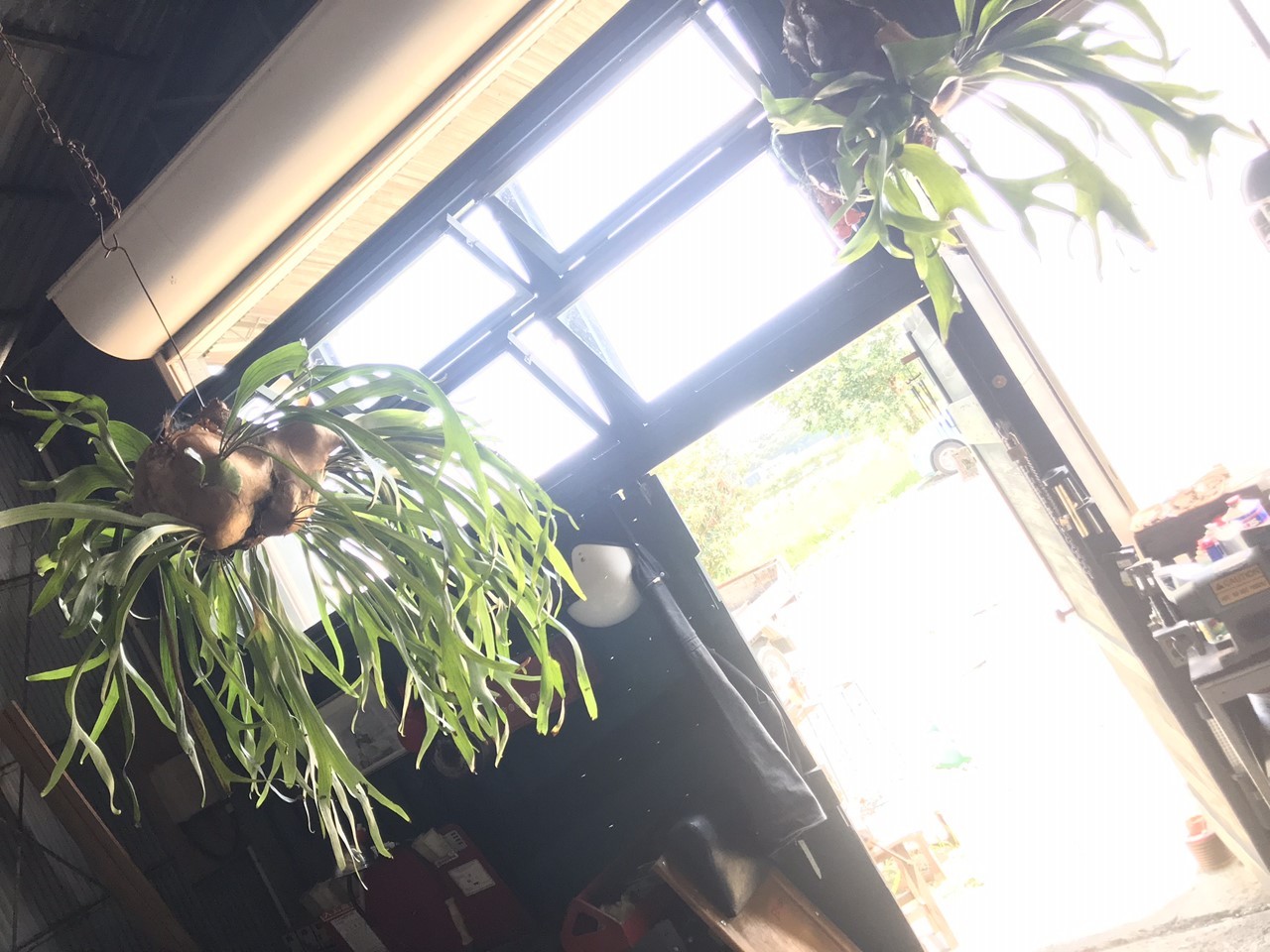 店外からの風景（田んぼからの風）