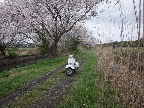 今井の桜が満開の様子