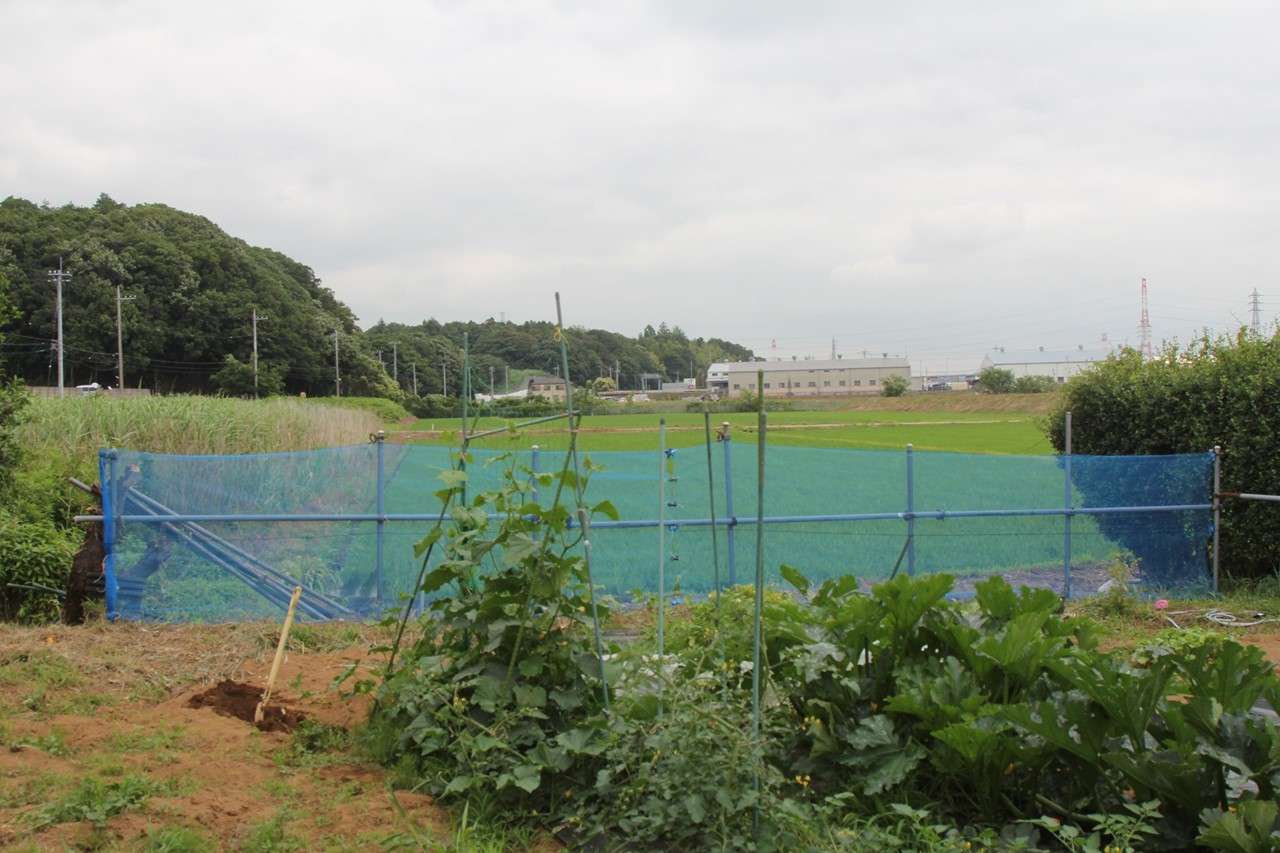 KB農園に防風ネットを張る作業