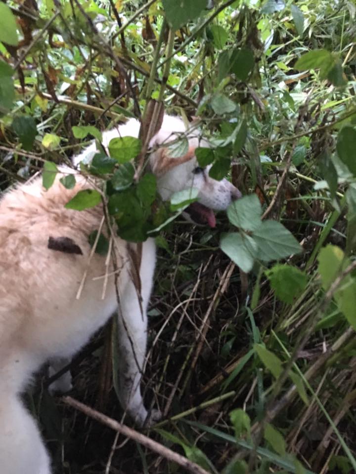 藪の中で蔦に絡まり動けなくなっていた犬の姿