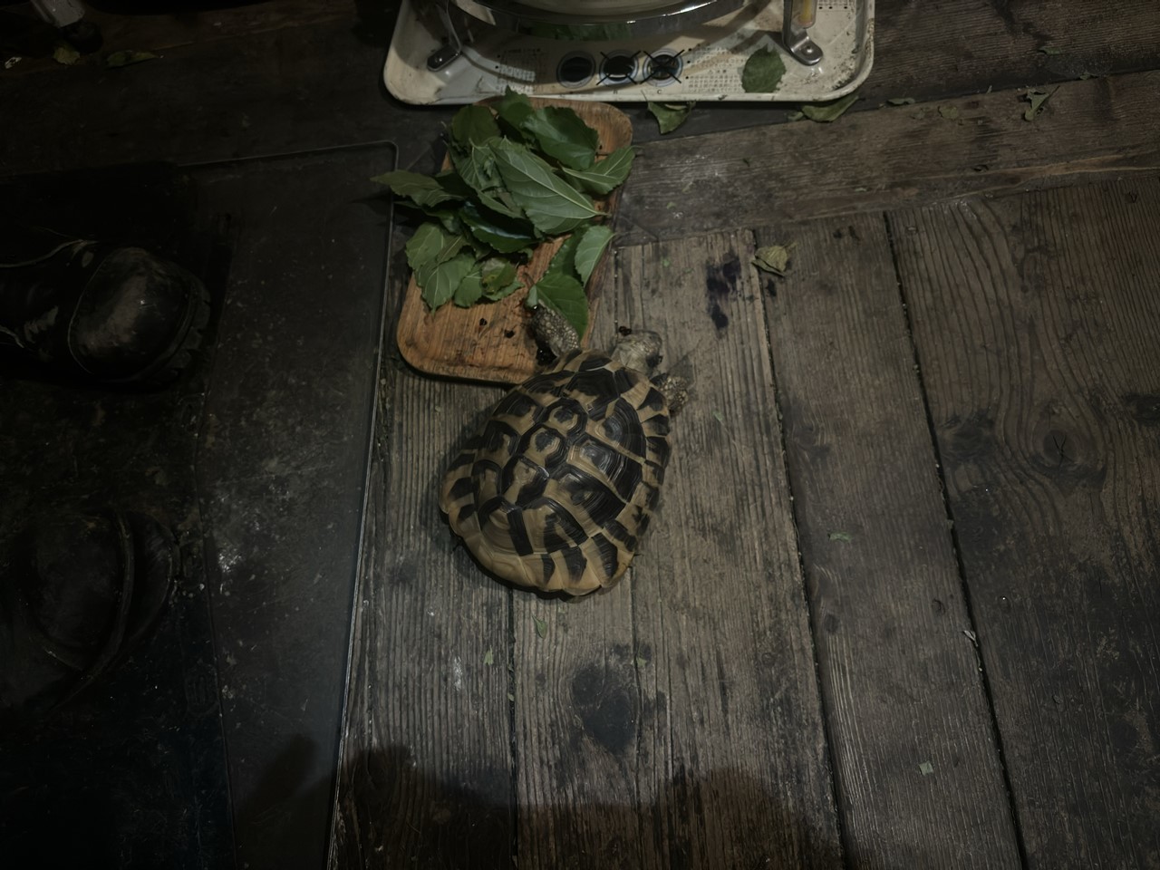 桑の木の周辺に生い茂った草