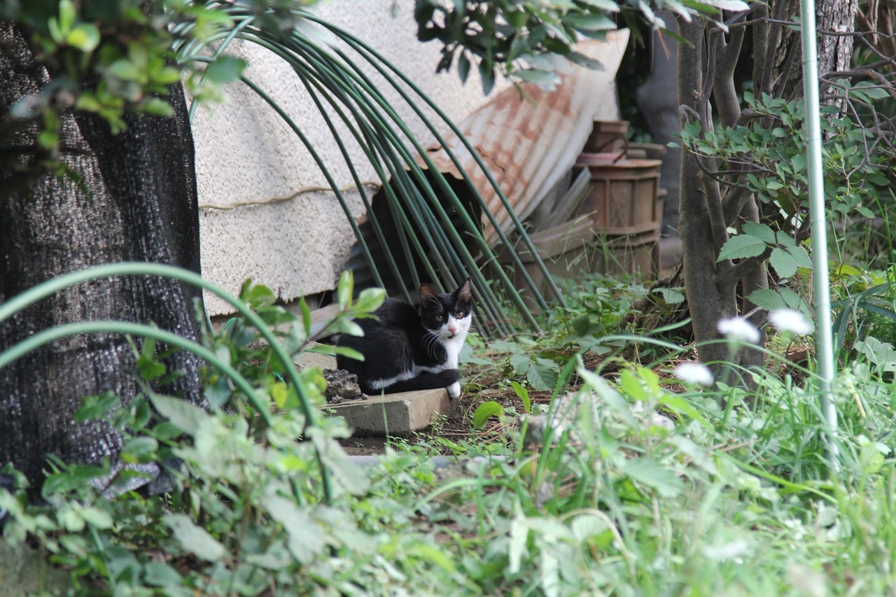 KB農園付近に現れた猫