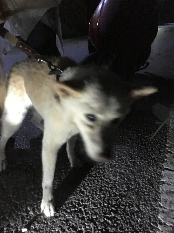 元気に水を飲む保護された老犬の姿