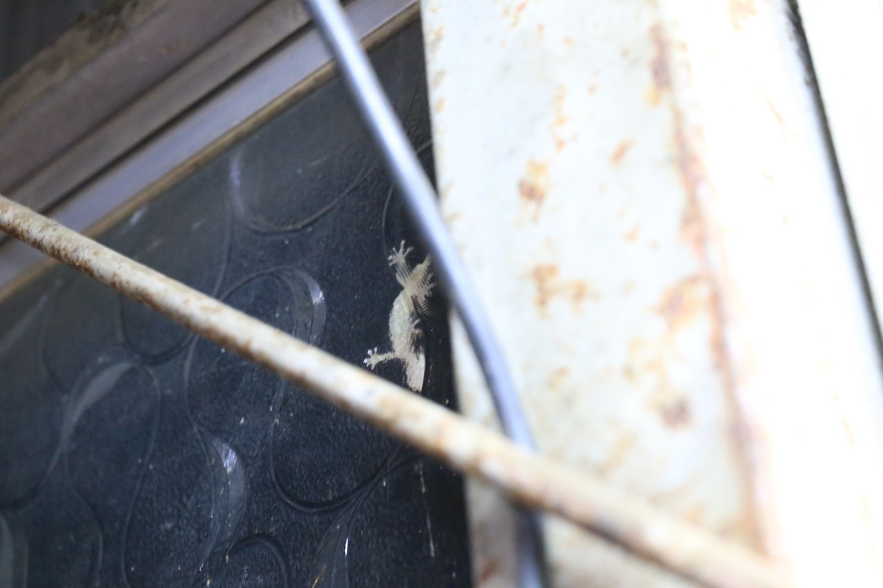 夜に現れるヤモリと店の明かりに集まる虫