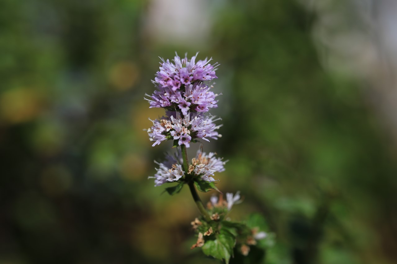 軒先に咲いたミントの花