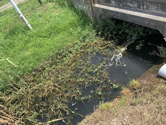 用水路の水面を覗き込む様子