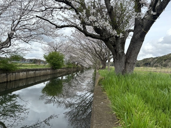 今井の桜の風景
