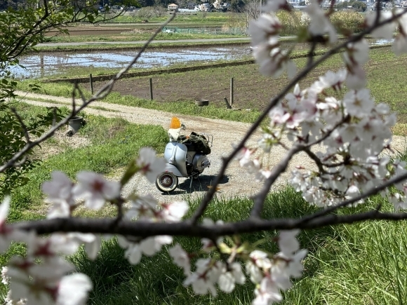 ご近所の桜スポットで花見の様子