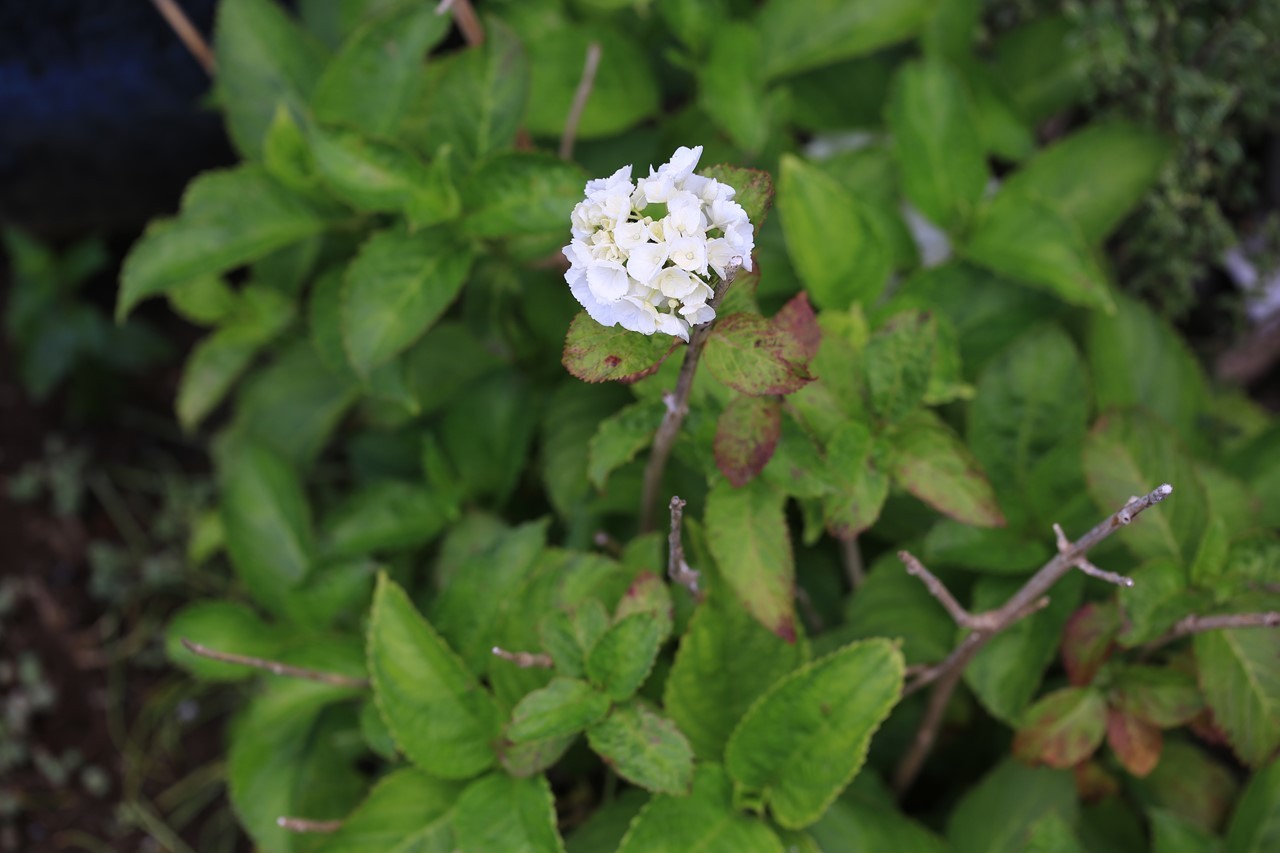 軒先花壇に咲いた紫陽花の一輪