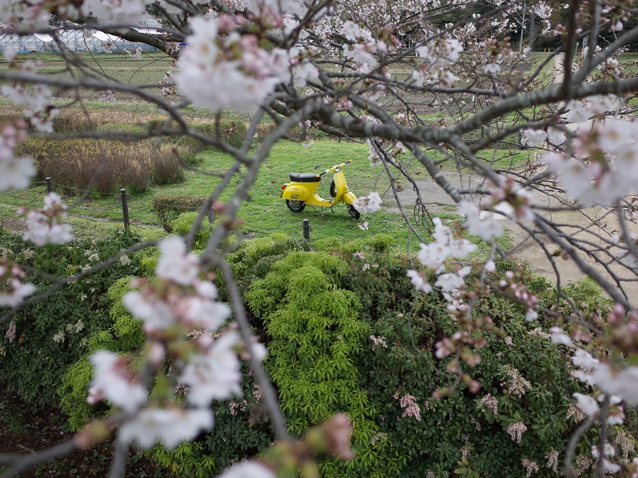 満開の桜の下で試運転するベスパ