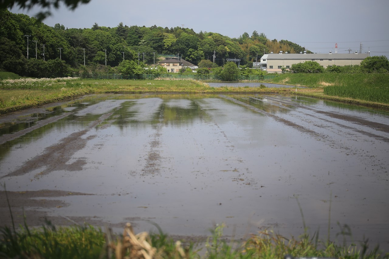 店の前の田んぼに水が張られた様子